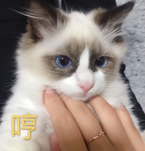 你以为你养的中华田园猫,家里养了中华田园猫