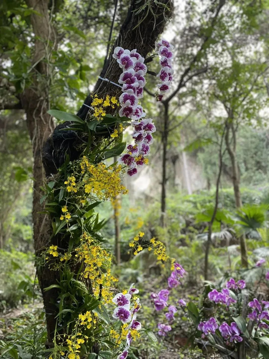 厦门十大最美花海,盘点厦门最美花海的地方