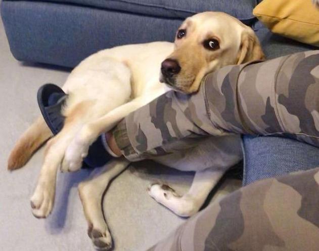 打骂狗狗,打骂狗狗有什么影响