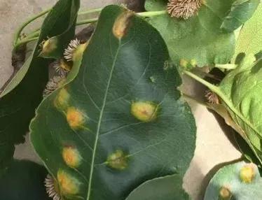 梨树会生的病以及治理方法,梨树斑点落叶病和褐斑病区别