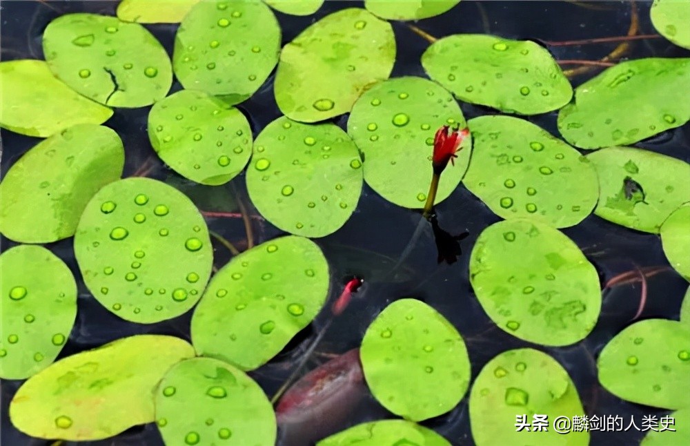 「地球生物全系列——植物篇」睡莲目—莼菜科