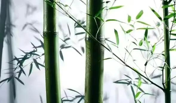 竹五绝诗,古诗五绝竹