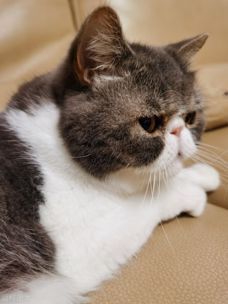 宠物猫养什么品种好,宠物猫什么品种好养又便宜