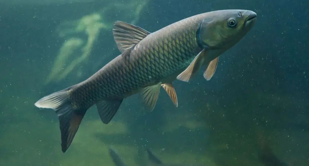 草鱼指环虫问题，苗种成鱼都高发！要知道一个必要，一个重要