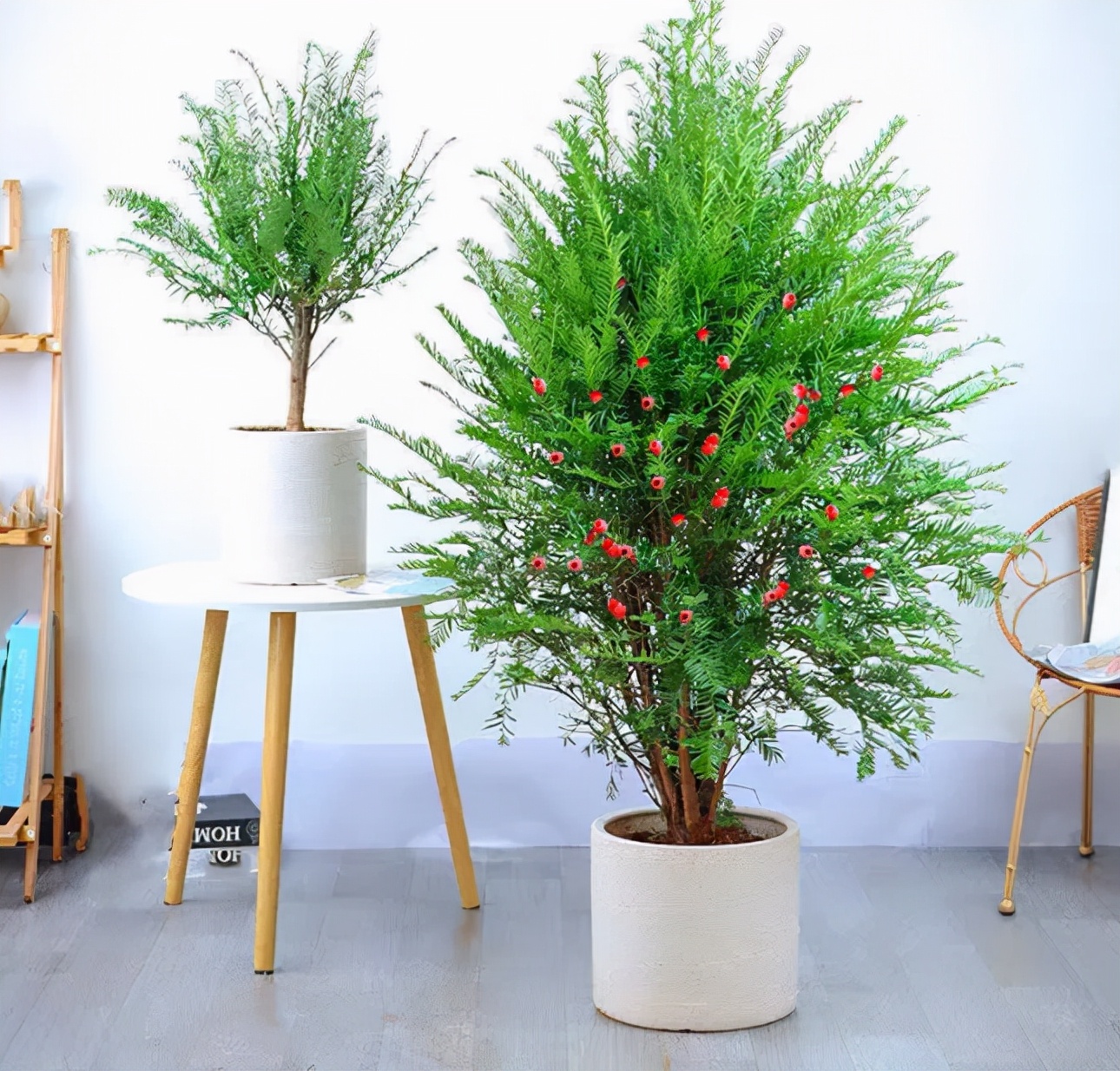 十种净化空气的绿化树,四季好养的吉祥树