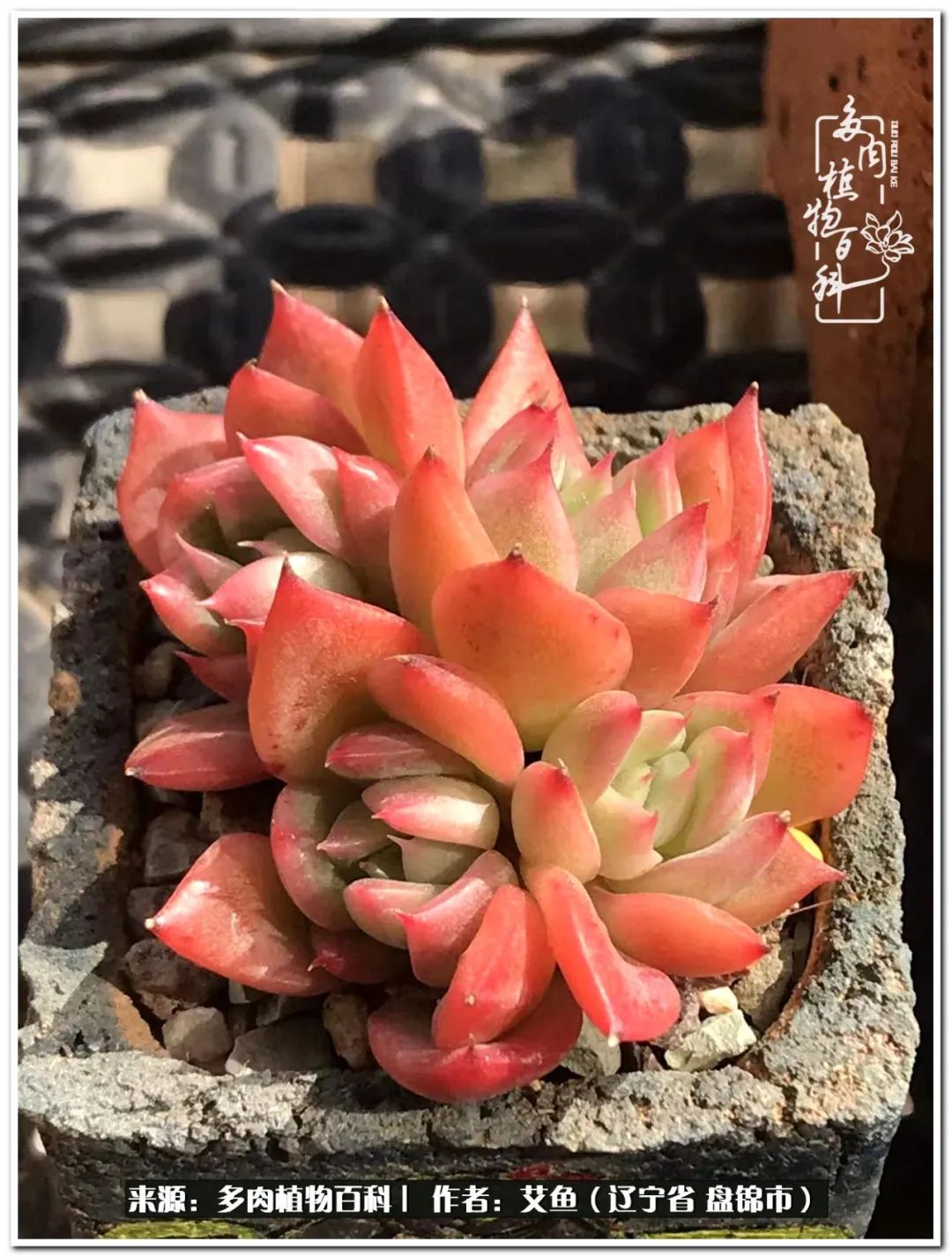 养多肉的意外之喜,养了五年的多肉就剩这几个