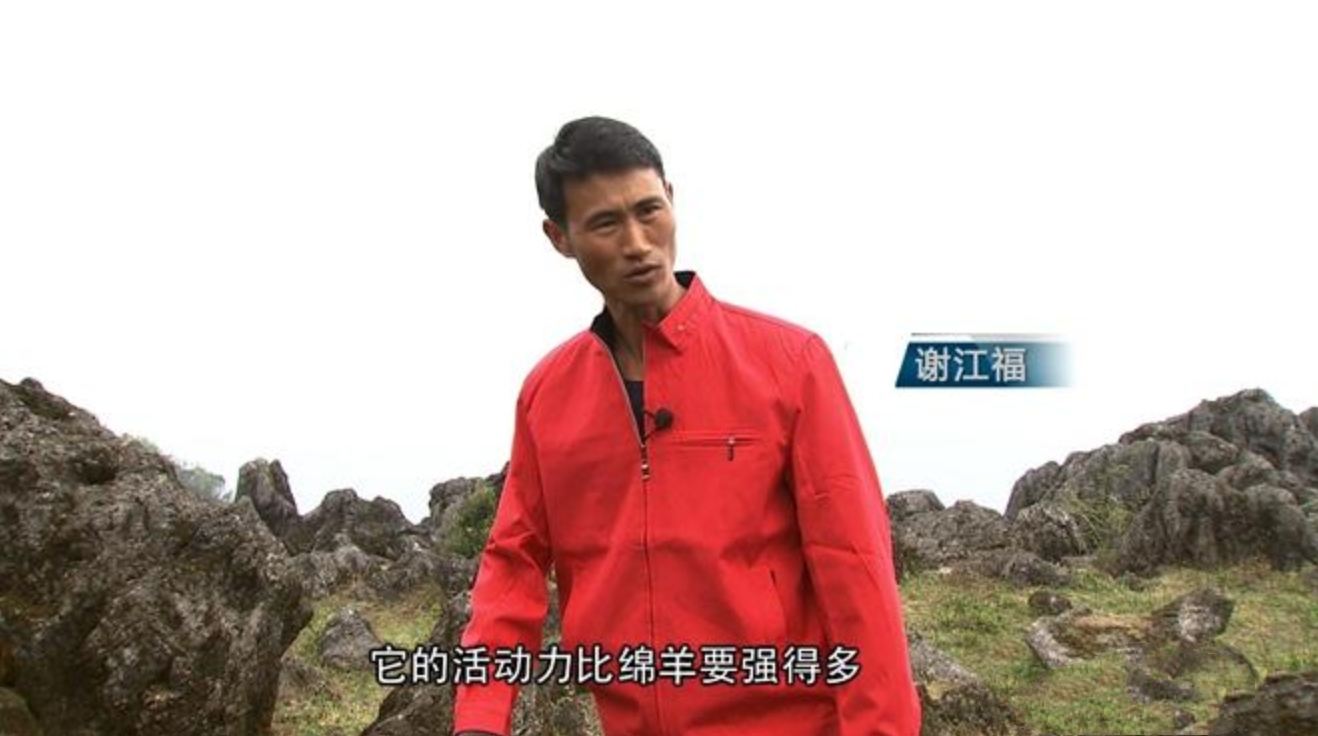 云南惊现怪羊,云南出现黑色怪羊