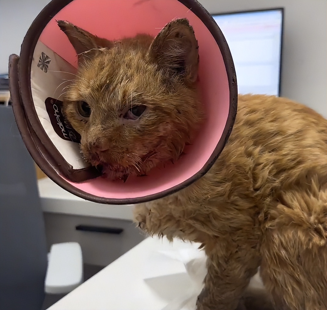 流浪猫眼睛受伤覆盖了一层蓝膜,流浪猫眼睛被糊