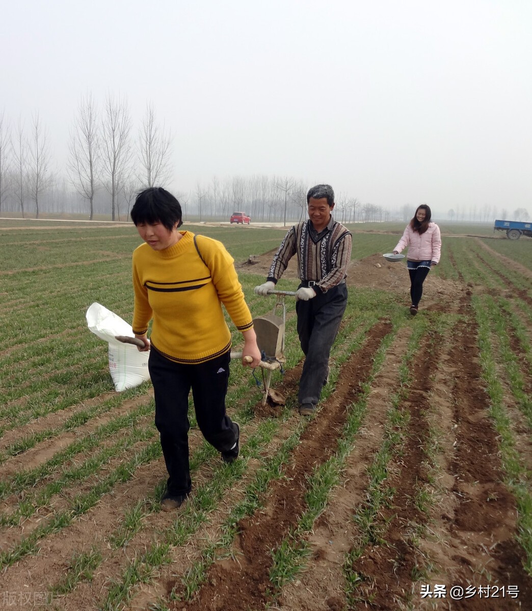 蔬菜种植尿素最佳施肥时间段,蔬菜施尿素的正确方法