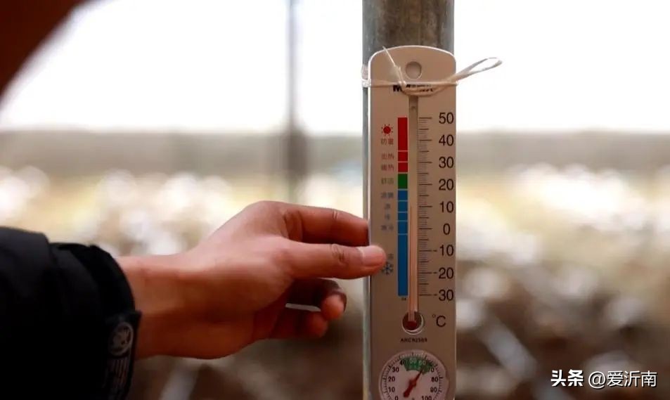 沂南县孙祖镇:羊肚菌撑起乡村振兴“致富伞”