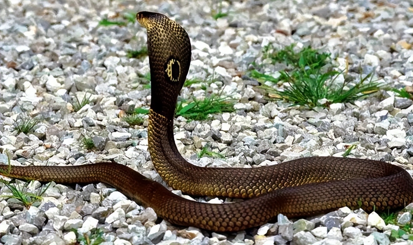 老人说“一地王锦蛇,十里无毒蛇”,为啥被称为“百蛇之王”?