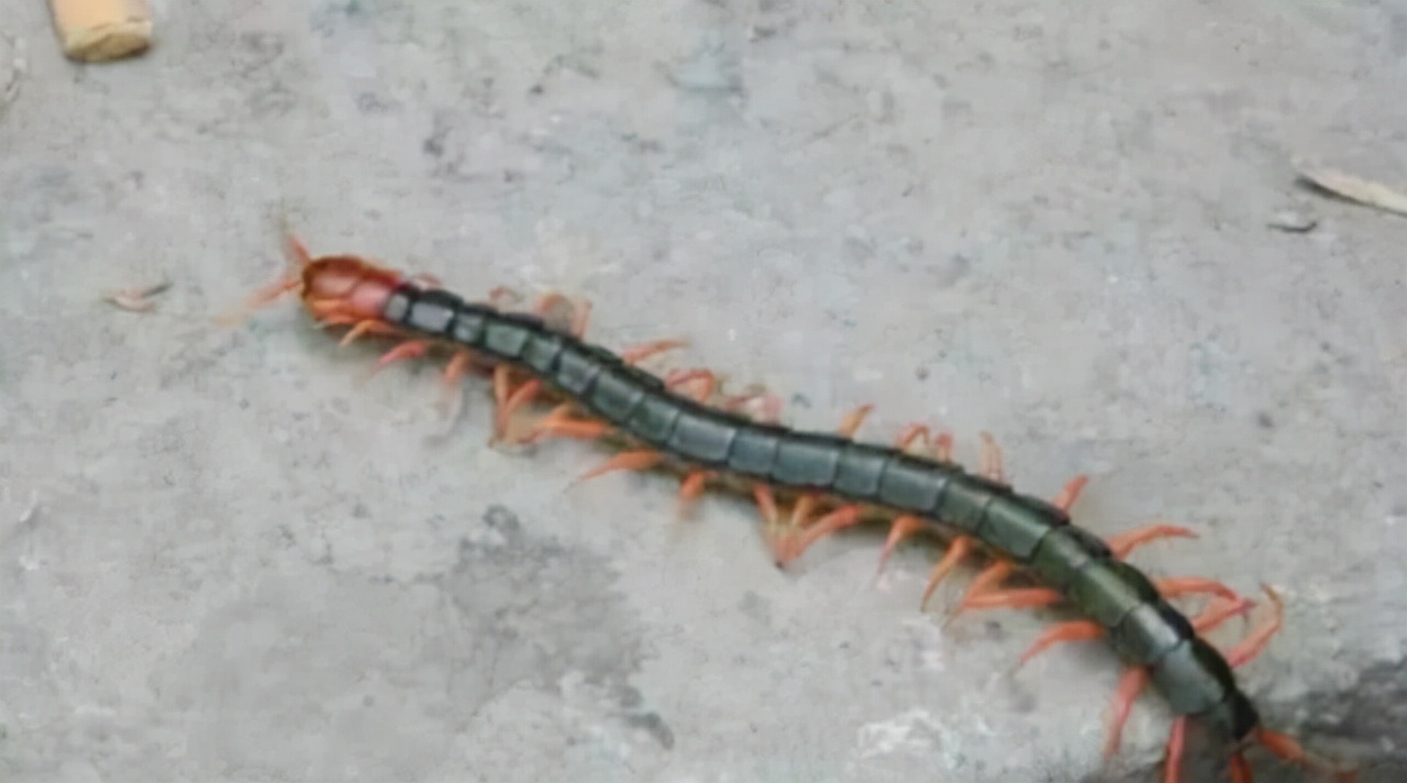 五毒之一的蜈蚣为什么害怕公鸡,蜈蚣怕公鸡公鸡怕什么