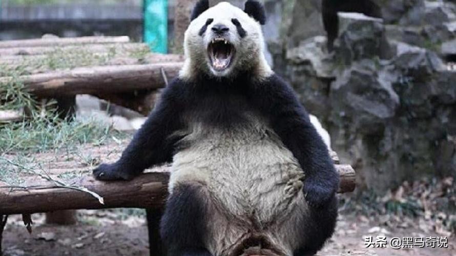 大熊猫和狮子老虎谁厉害,为什么狮子老虎不敢攻击大熊猫