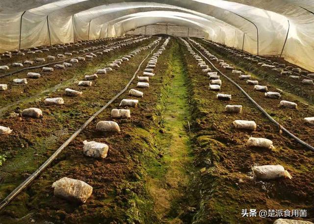 食用菌生产中常见的杂菌及防治措施