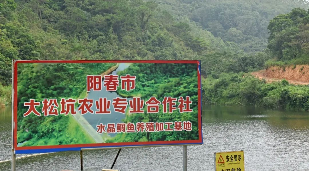 什么淡水鱼养一年可以出售,阳春八甲养殖