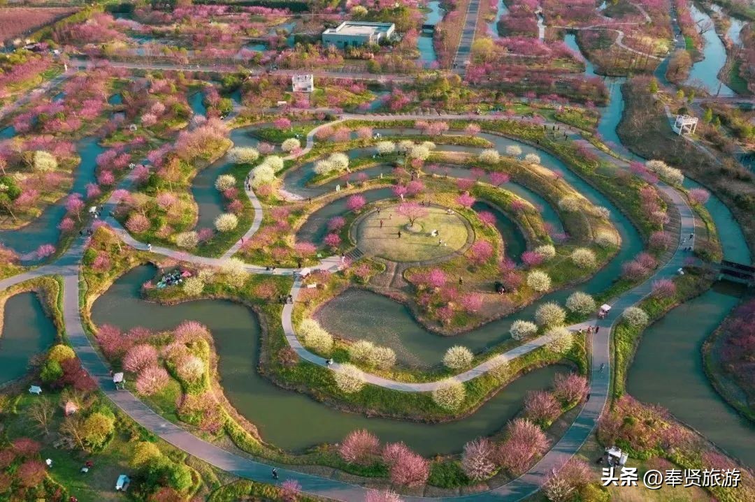 赏梅胜地梅园,赏梅好时节