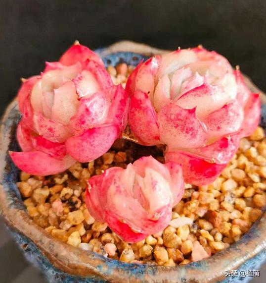 冰梅什么品种最好养,小叶冰梅都可以养出特别好的色吗