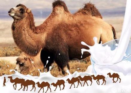 驼奶哪有卖的多少钱一盒,驼奶多少钱一桶