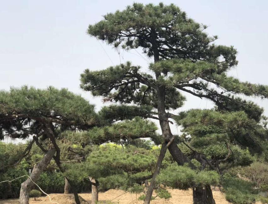 国画松竹梅岁寒三友图作品欣赏,松竹梅是岁寒三友吗