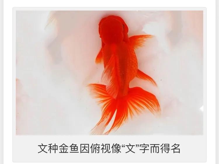 龙种金鱼与文种金鱼如何区别,文种金鱼和龙种金鱼哪种好养