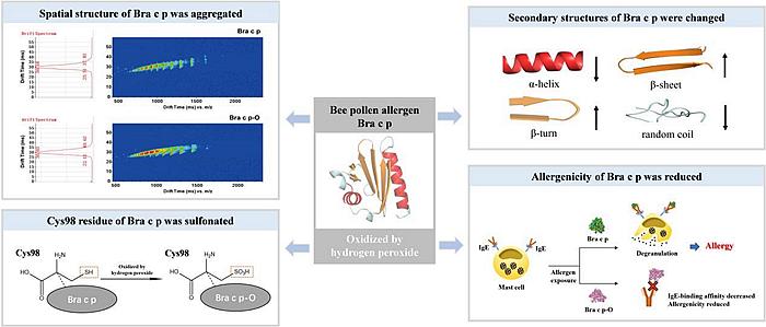 花粉过敏了能吃蜂花粉吗,花粉过敏可以口服蜂花粉吗