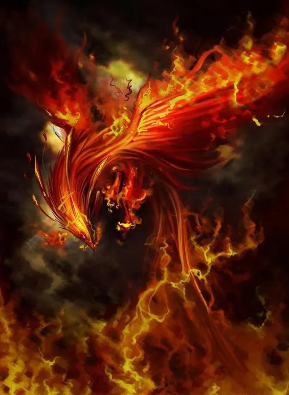 期待凤凰浴火重生,凤凰浴火重生全集