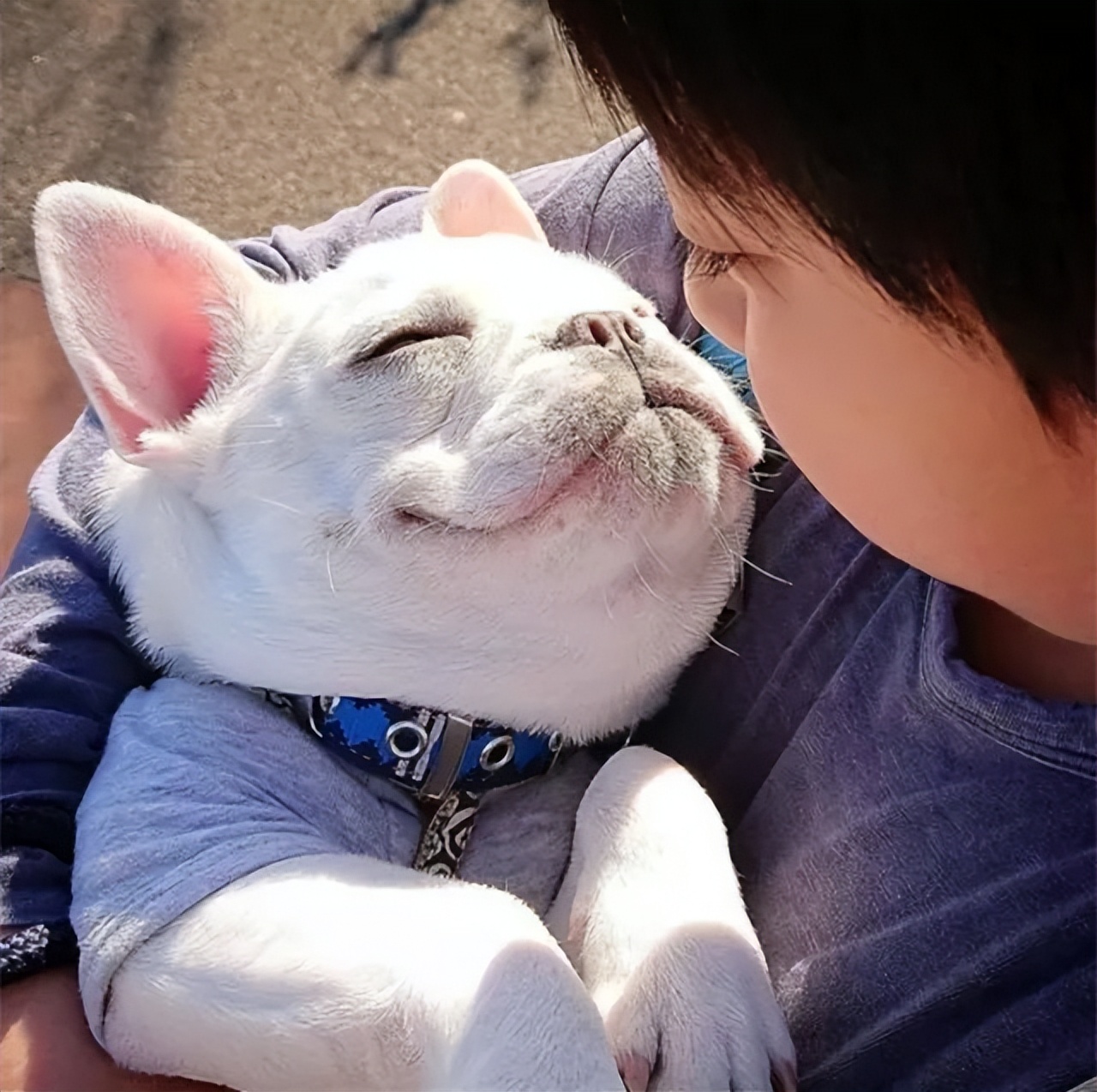 家里有小孩的适合养什么品种狗狗,最适合有小孩家庭养的狗狗