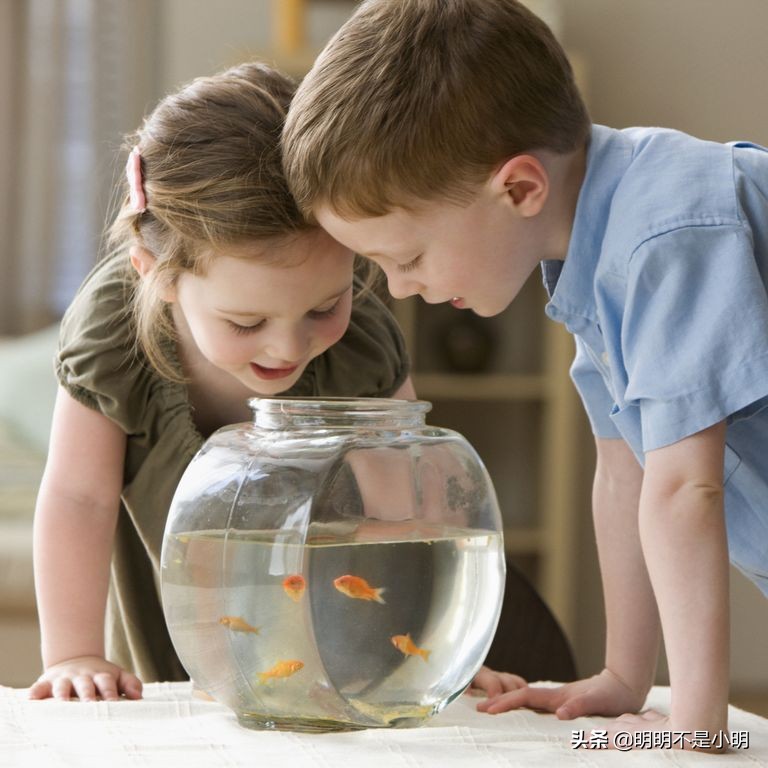 11岁的孩子适合养什么宠物,有孩子的家庭适合养什么宠物