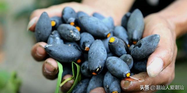 广东十大水果有哪些,潮汕四大水果有哪些