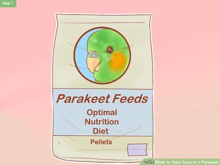 怎么照顾虎皮幼鸟,怎么照料小虎皮鹦鹉