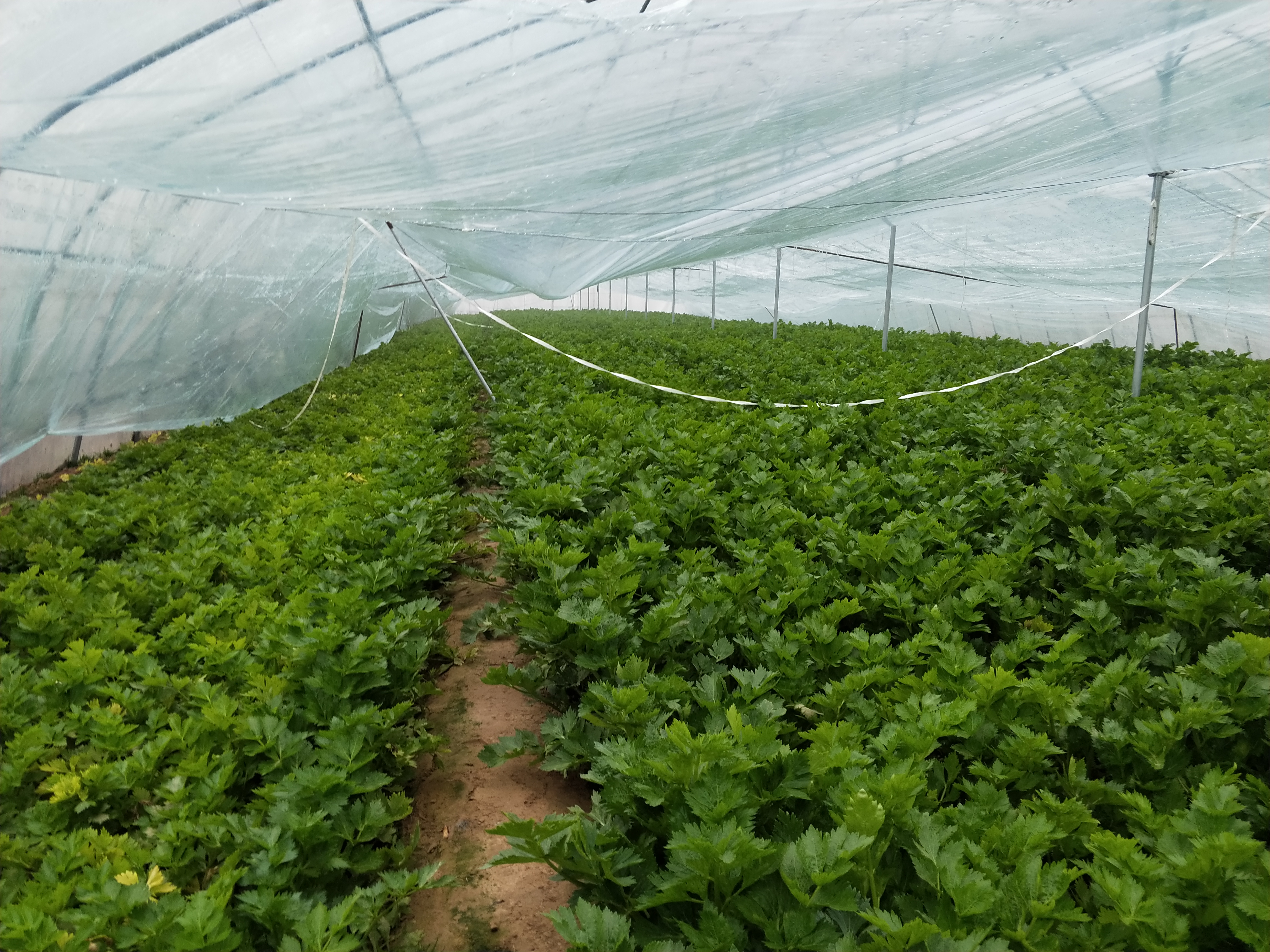 春季种芹菜怎么样才不抽苔,芹菜抽薹如何快速上市