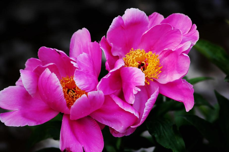 芍药牡丹的诗句,芍药的诗词鉴赏