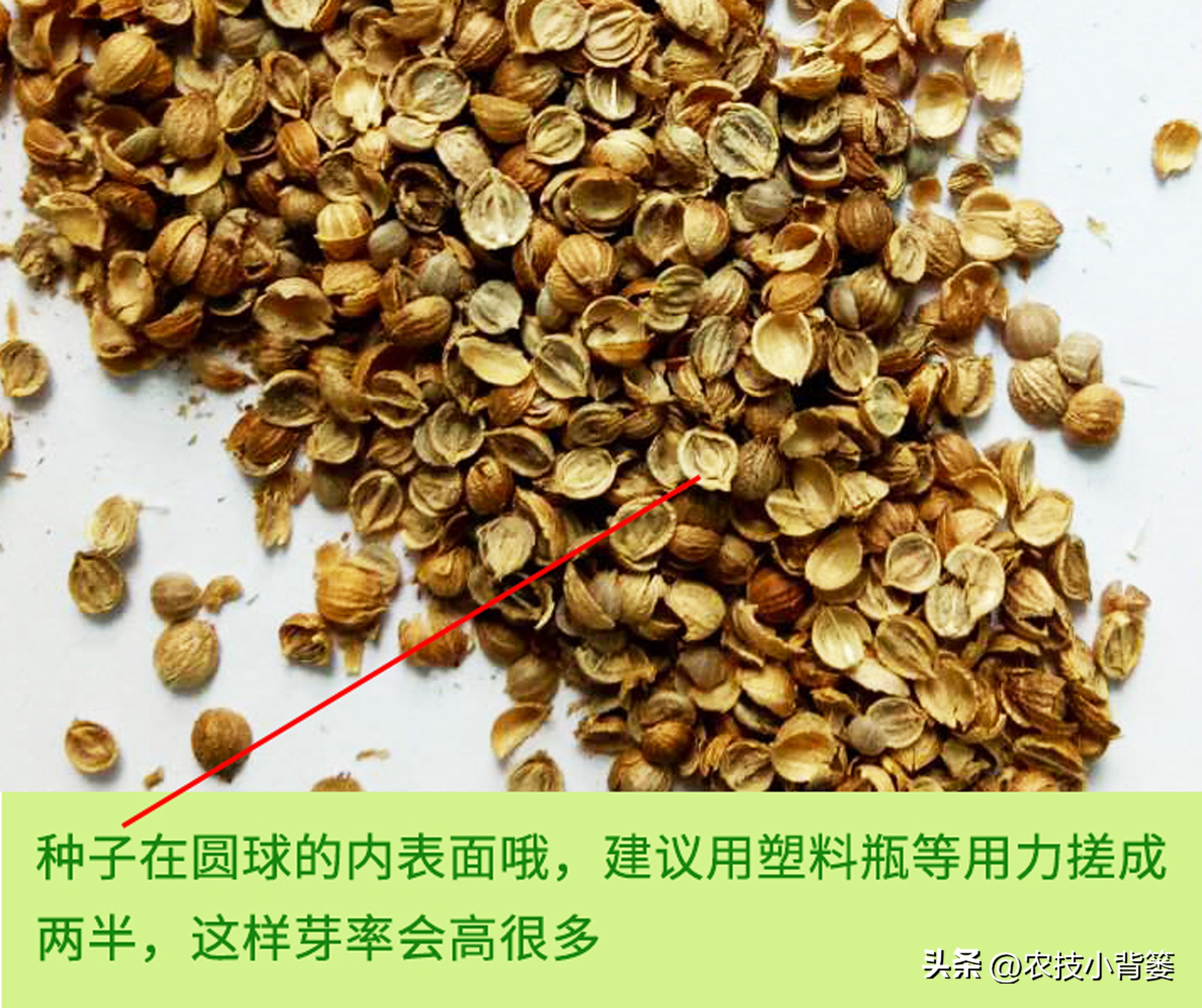 香菜怎样种植出苗快产量高,秋季大棚种植香菜技术