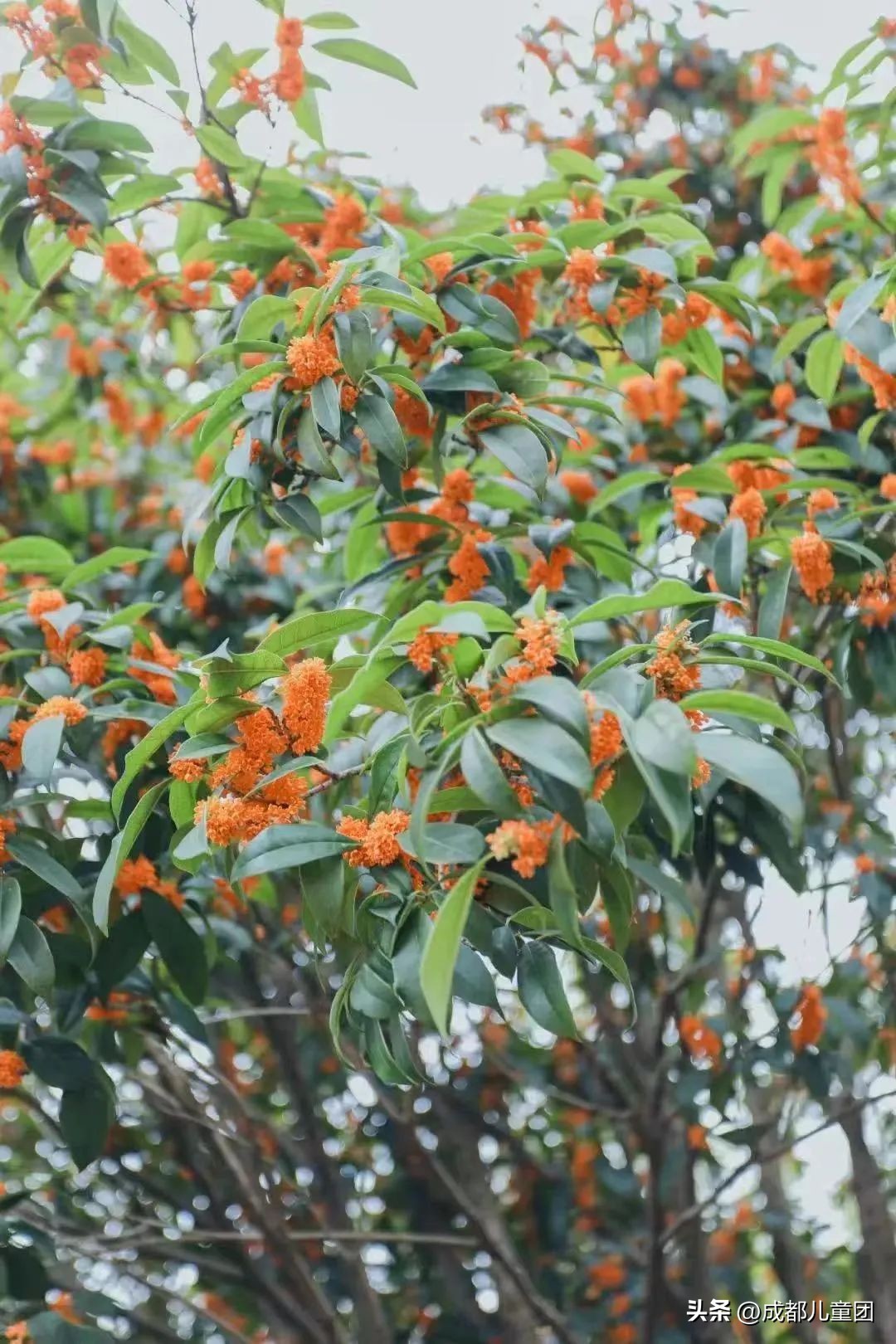 路边的银杏树是什么品种,银杏行道树