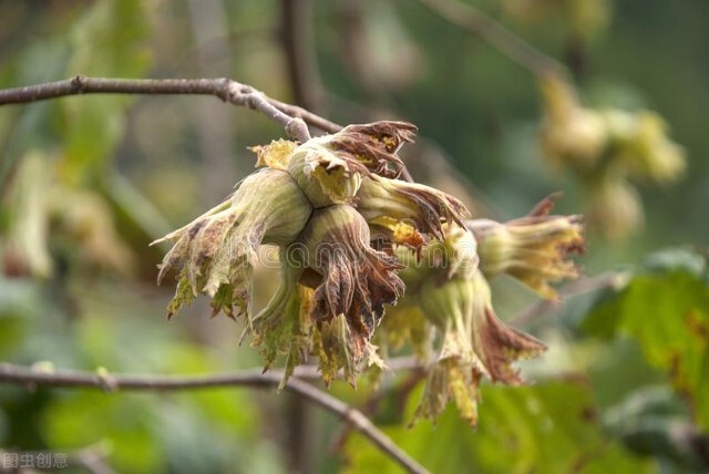东北十大特产山货有哪些,秋冬季有啥山货