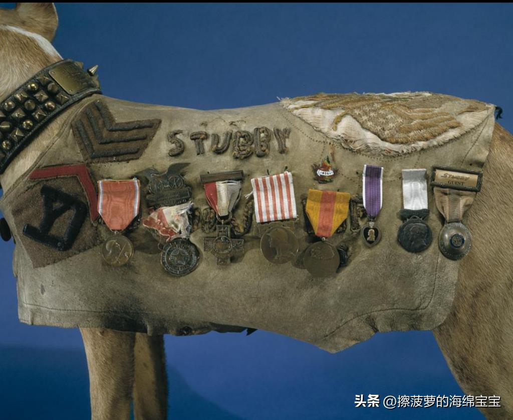 二战军犬传奇故事,一战斯塔比原型事件