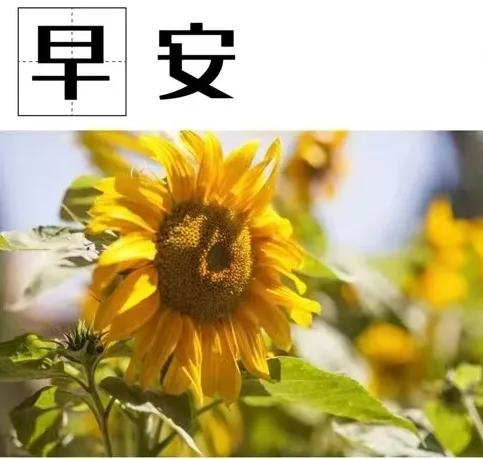 最新版早上好最漂亮表情图片,精美早上好动态表情最新版