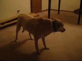 揭秘狗狗10个小秘密，养狗人应该能全知道吧？