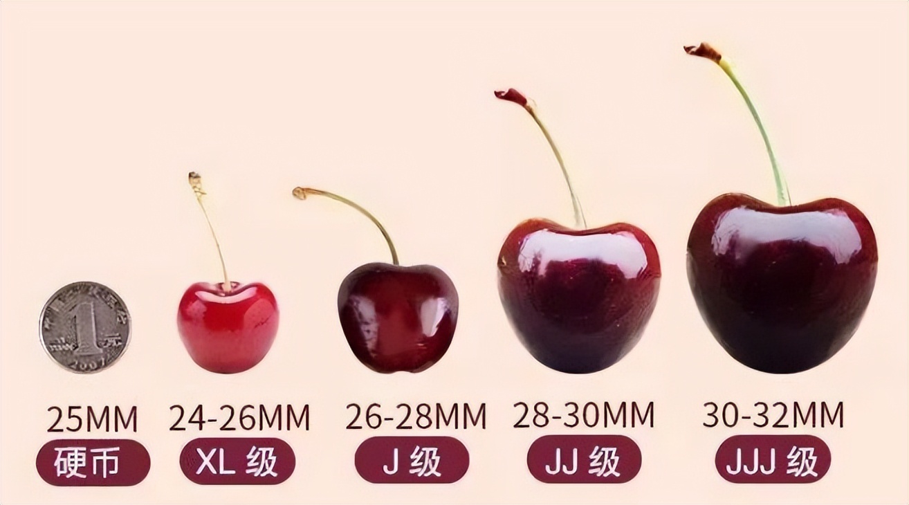 国内种的樱桃为啥不如车厘子好吃,车厘子大樱桃喜欢吃就自己种一棵