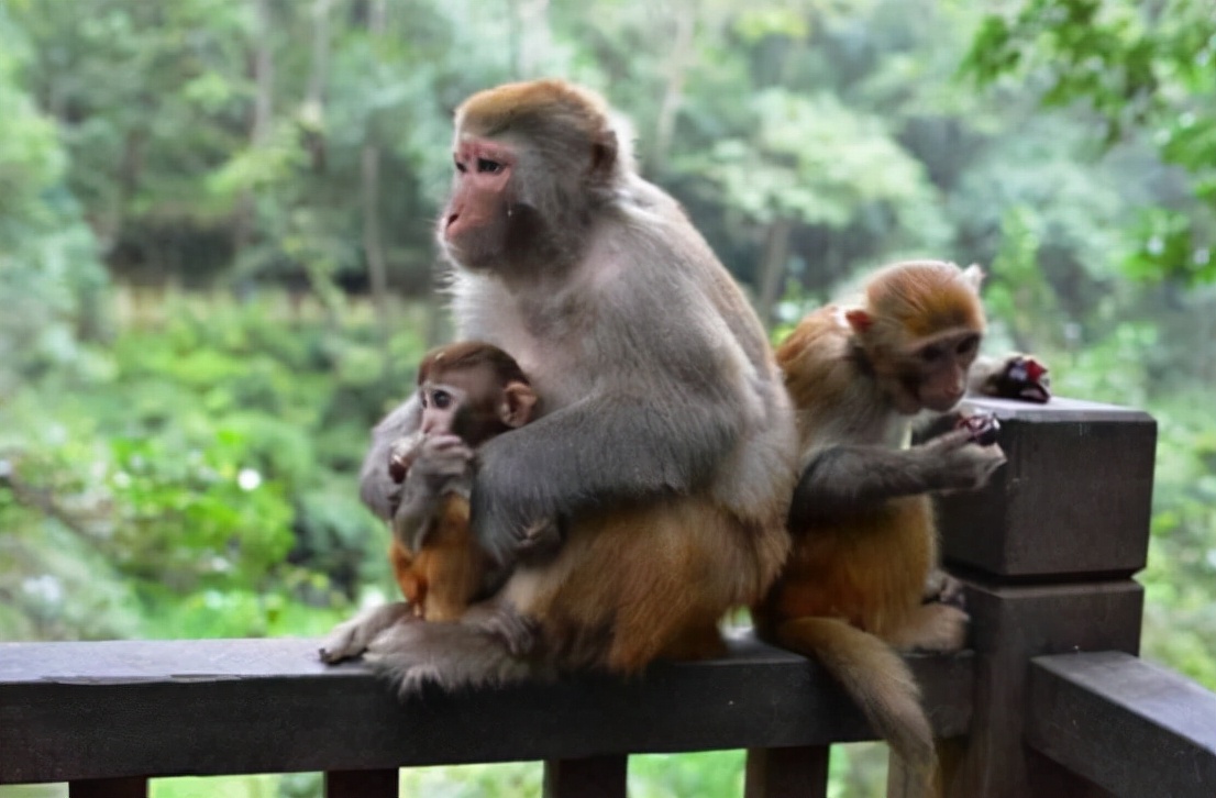 猴子闯入民宅伤人,贵州景区猴子袭击事件
