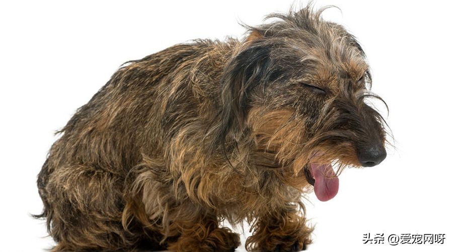 狗狗咳嗽干呕吃什么药有效果,狗狗咳嗽干呕发出咔咔咔的声音