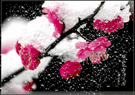 紫石金麟|咏梅七律三十韵②（二叠韵合集）