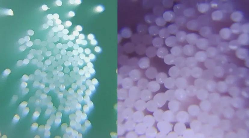 在*裤内**里加燕窝和胶原这种鬼话都说得出来？