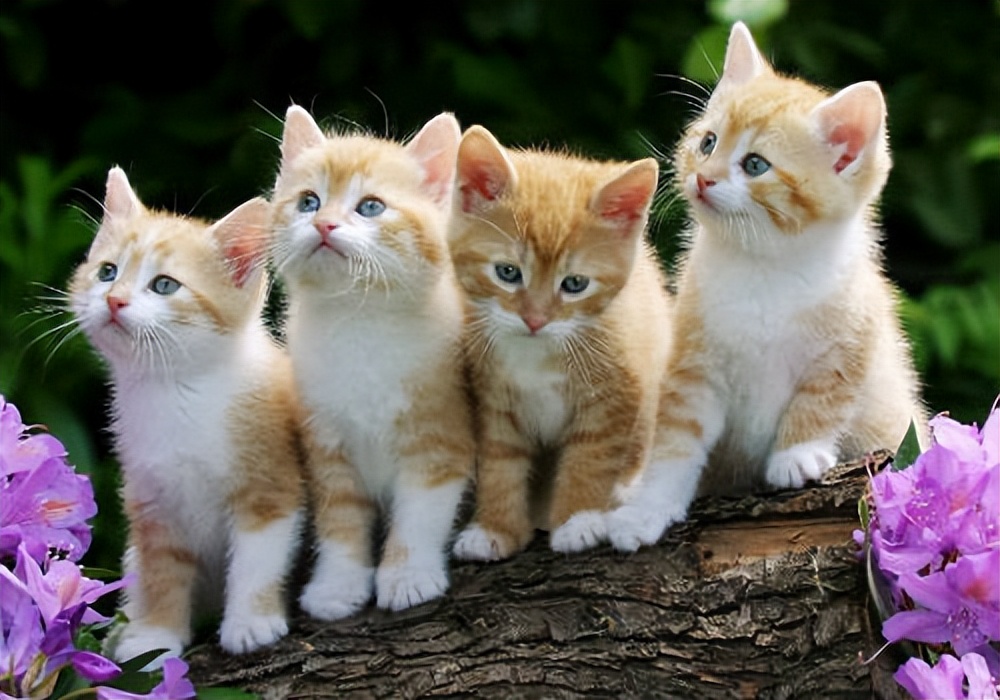 给不听话猫咪剪指甲的正确姿势,如何正确帮猫咪剪指甲学到了