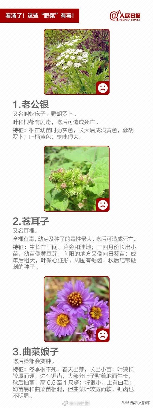 河南巩义的野菜大全,巩义四月份的山间野菜