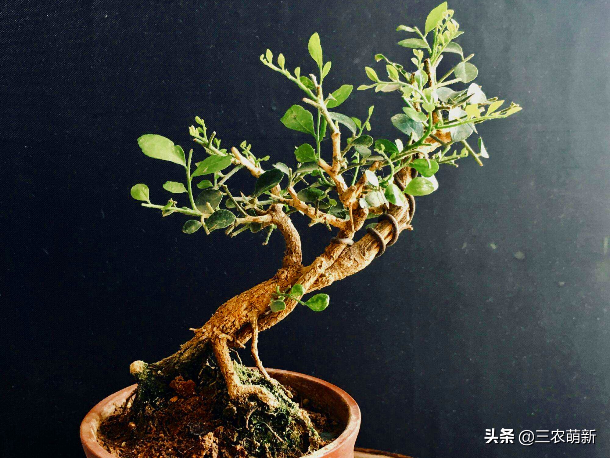 6种有香味的植物推荐给你,最容易种的香花