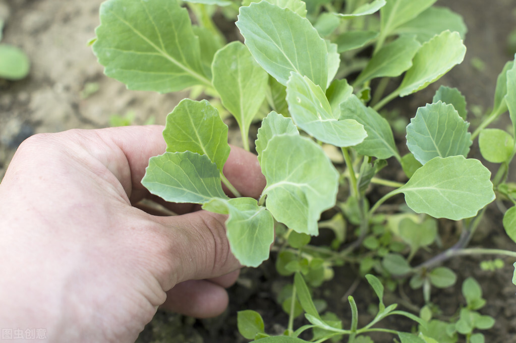 春天白菜苗起虫用什么土办法好,白菜生虫不打农药的方法