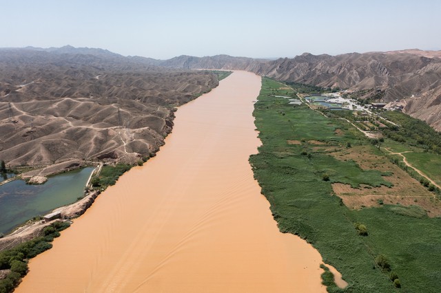 宁夏百年老枸杞,宁夏红枸杞美景