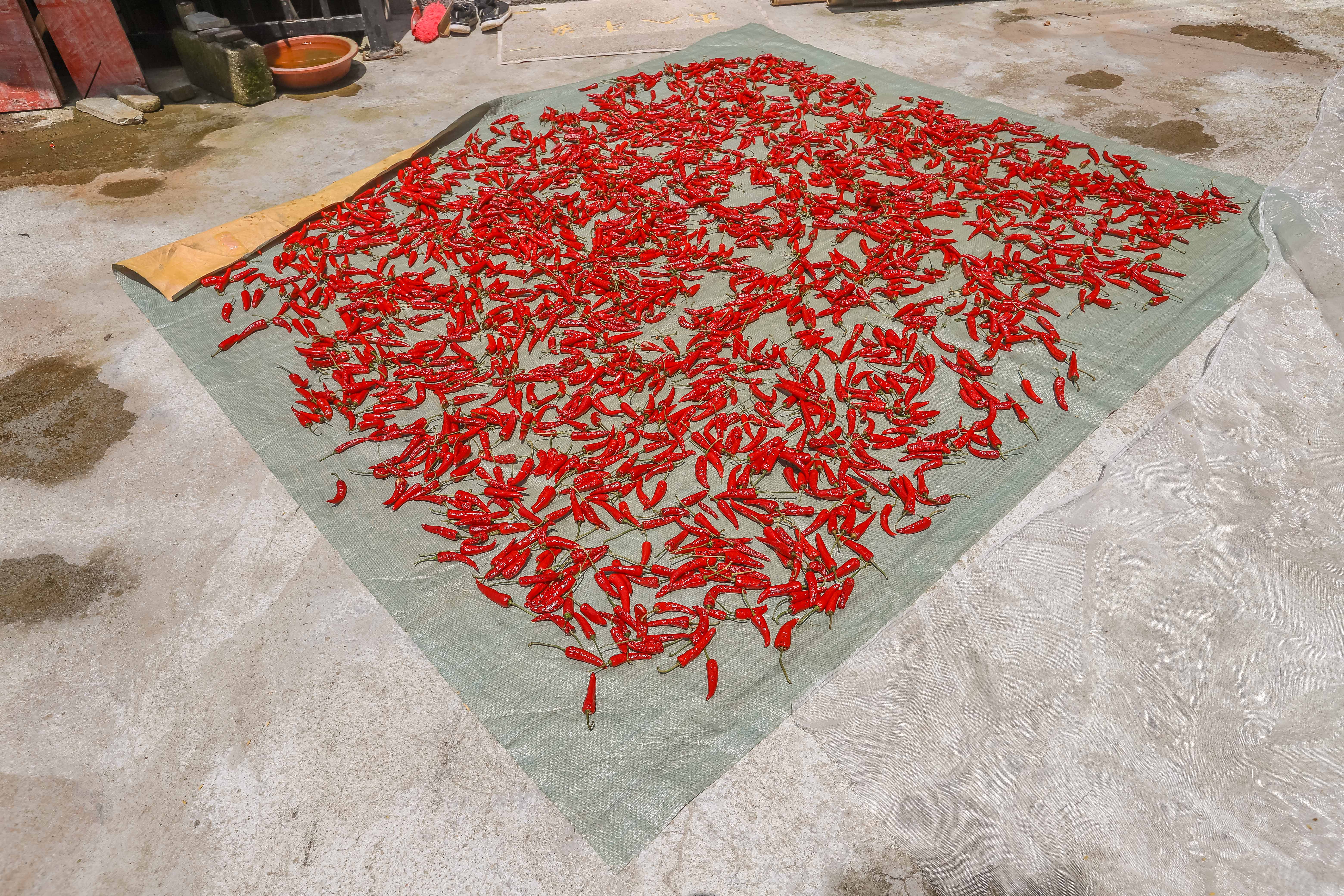 龙脊水稻梯田图片,龙脊水稻