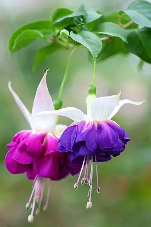 倒挂金钟花图片大赏,开单放鞭炮庆祝图片图文